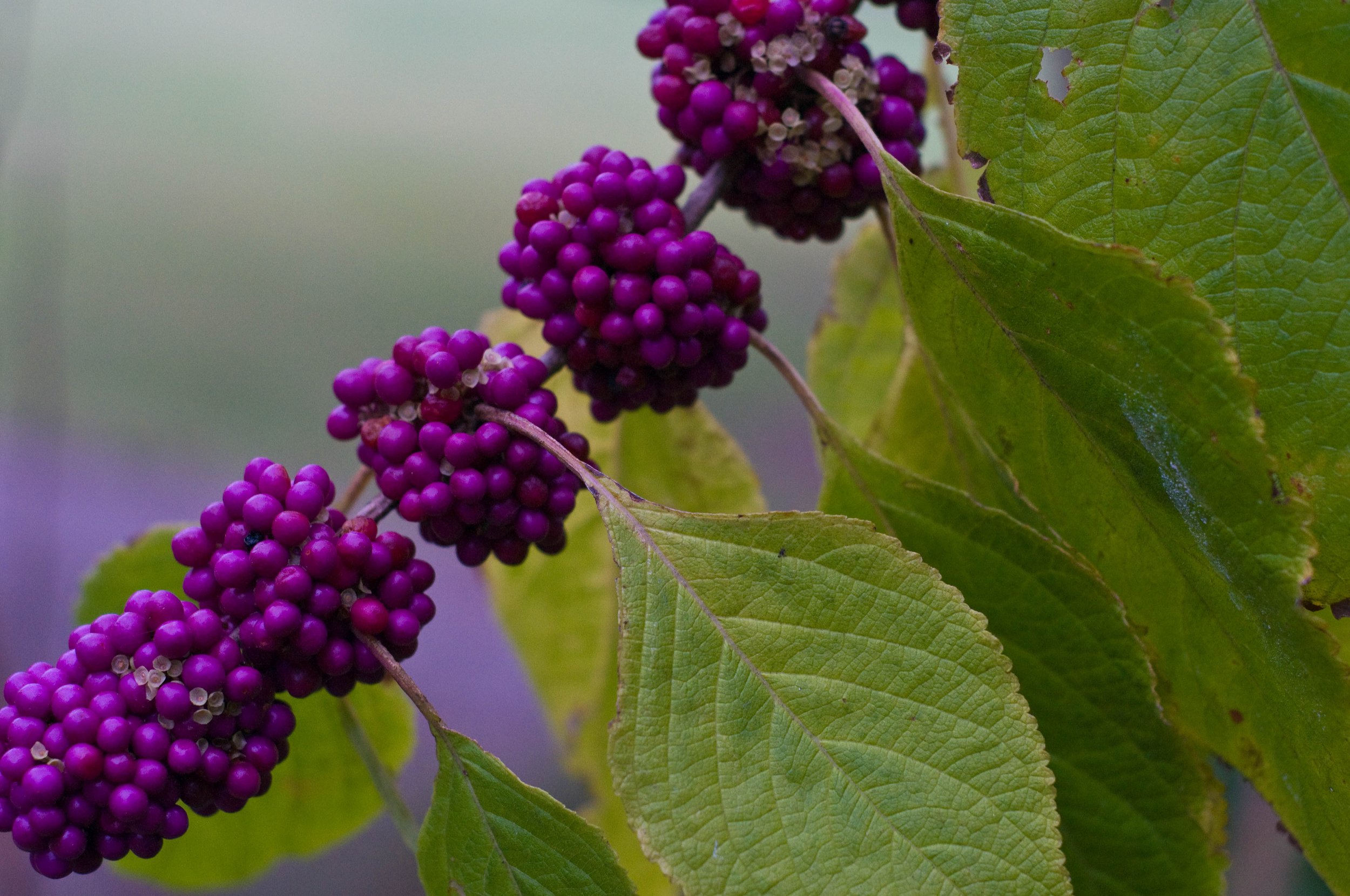 20121009-DSC_5940_edited-1.jpg
