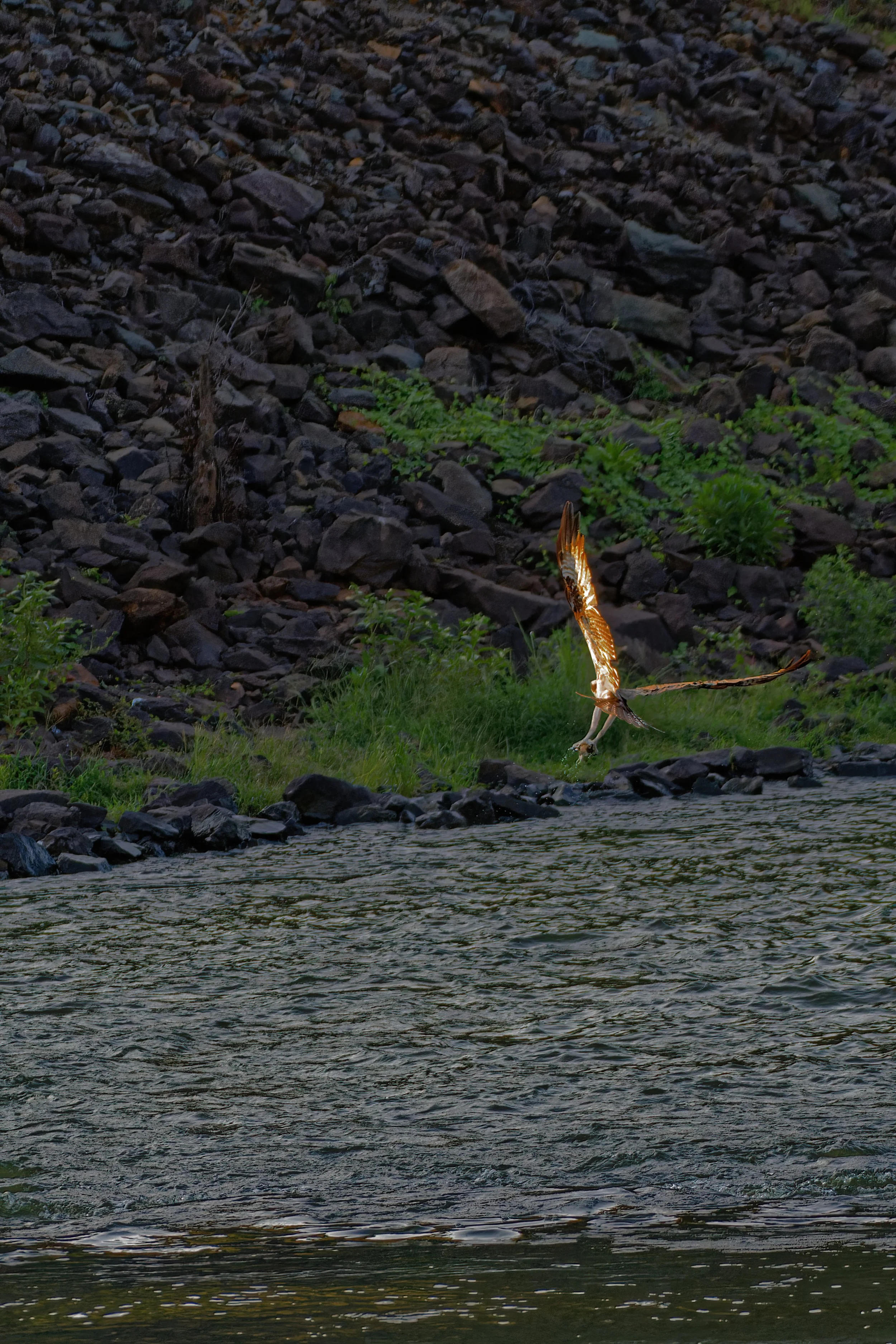 DSC_4851_Osprey_Web.jpg