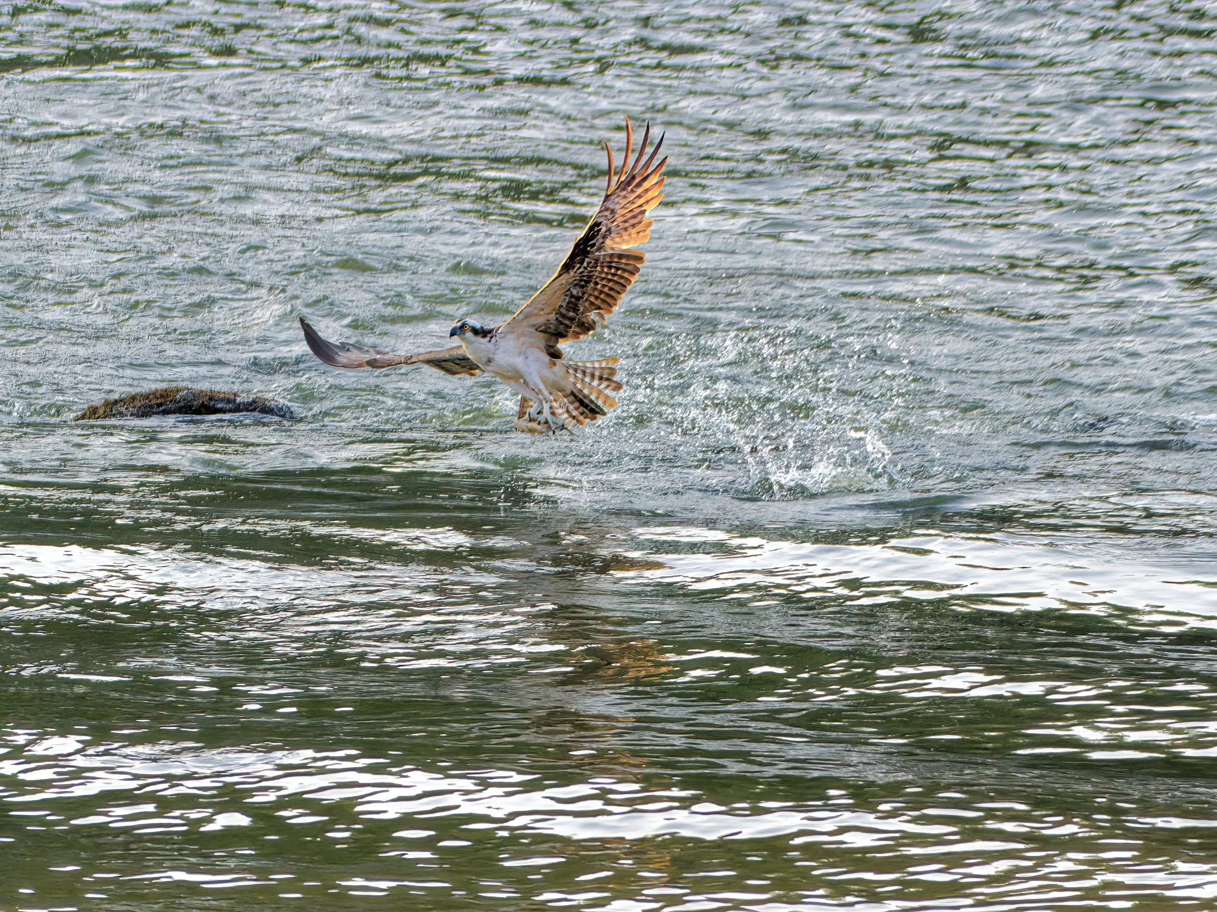 DSC_4846_Osprey_Web.jpg