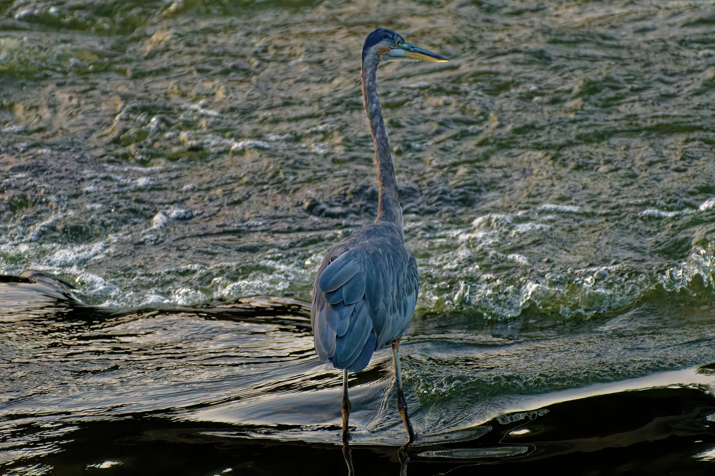 DSC_4736_Heron_Web.jpg