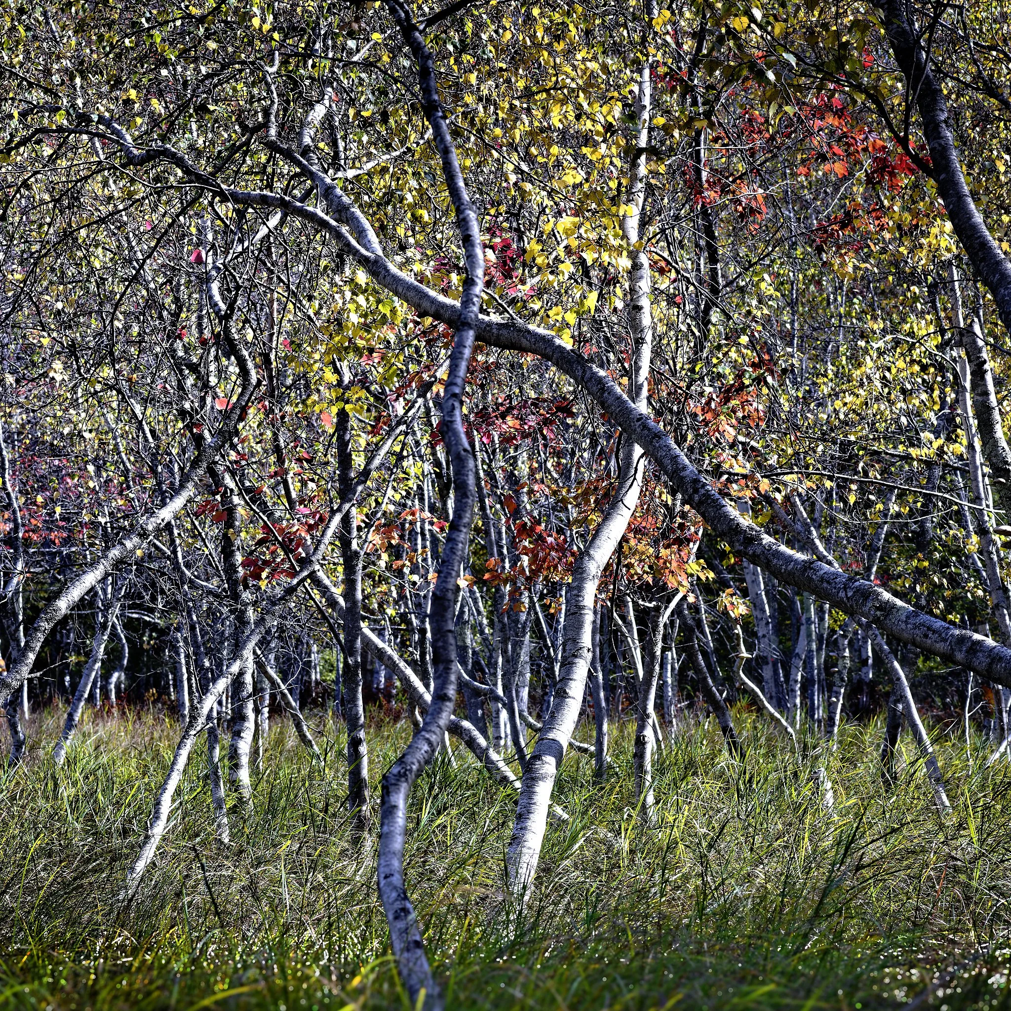 _DSC2309_DxO.jpg
