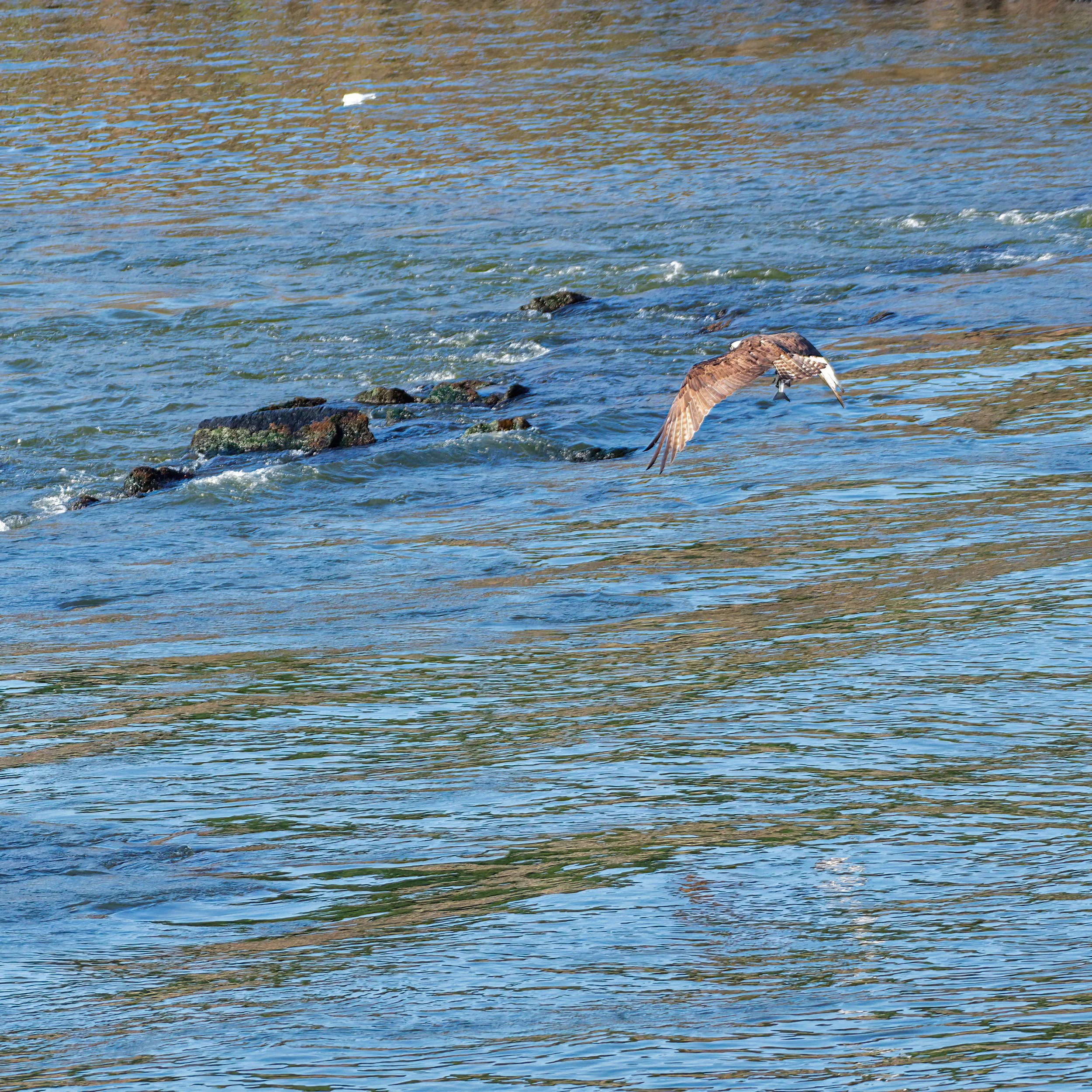 An osprey flying over a body of water with rocks and ripples.