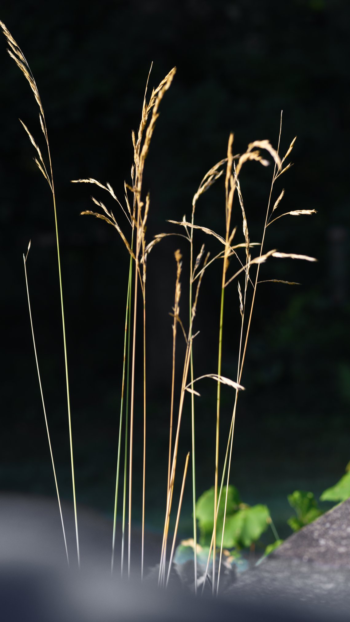 _DSC3245_DxO.jpg
