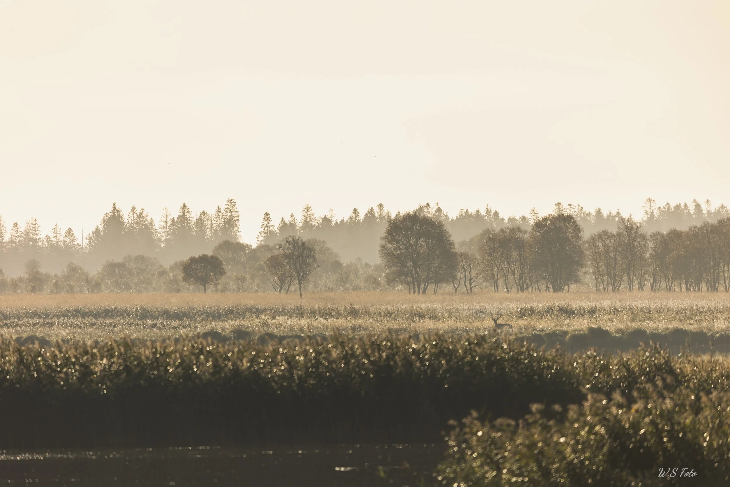 _I8A8807.jpg