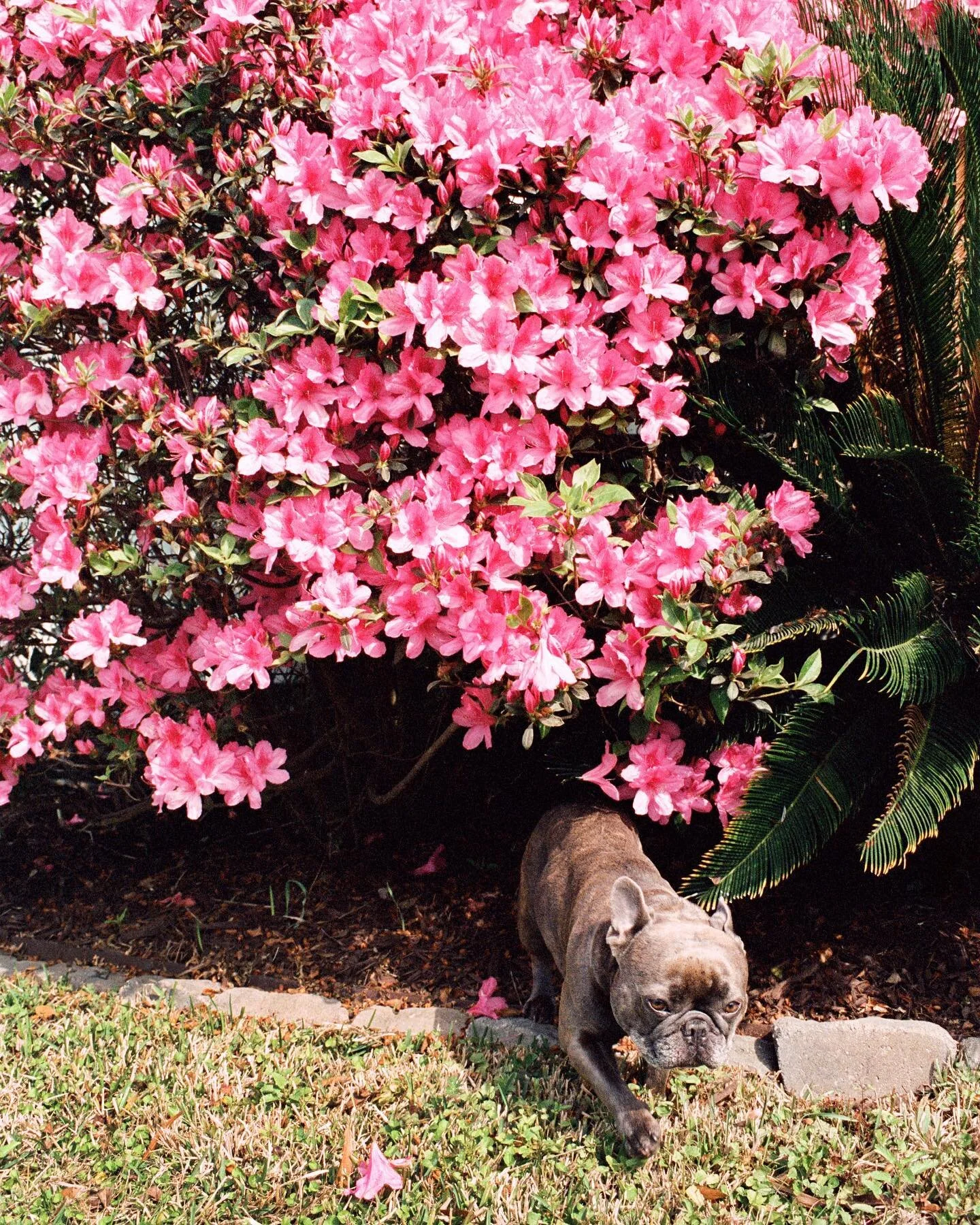 Happy 5th Birthday, Luna! 🌸 captured on film when our azaleas were in full bloom + a golden hour winter beach walk in hhi ✨