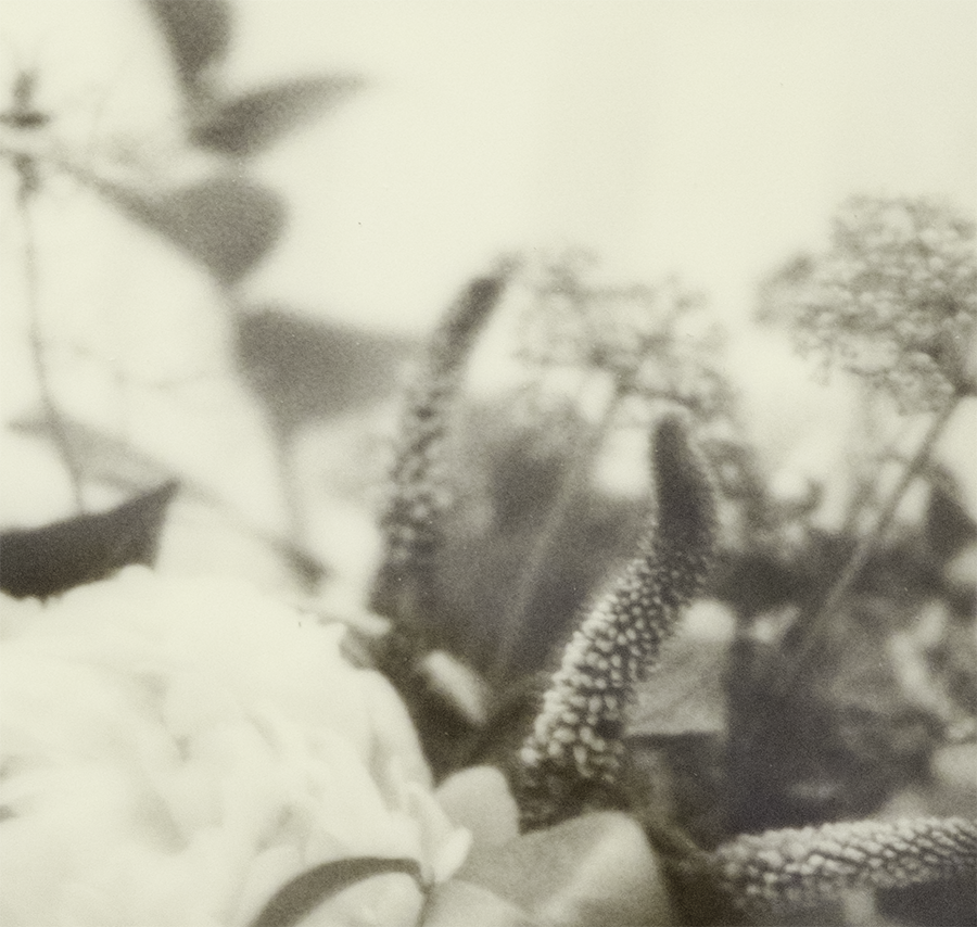 S Lawhorne Photography - Peony Bouquet iii Detail redo.png
