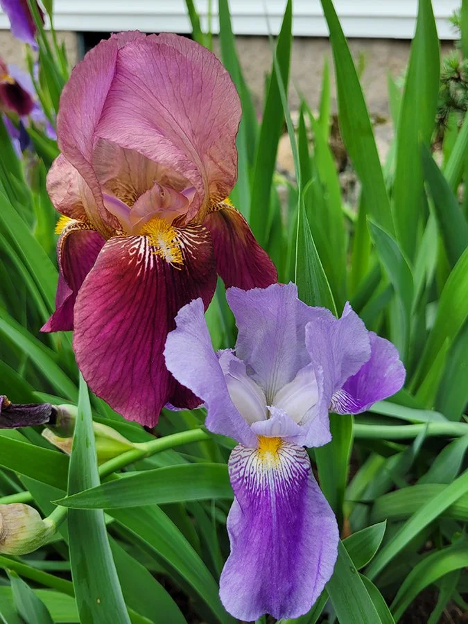 S Lawhorne Photography - Iris Sourcing Flowers.jpg
