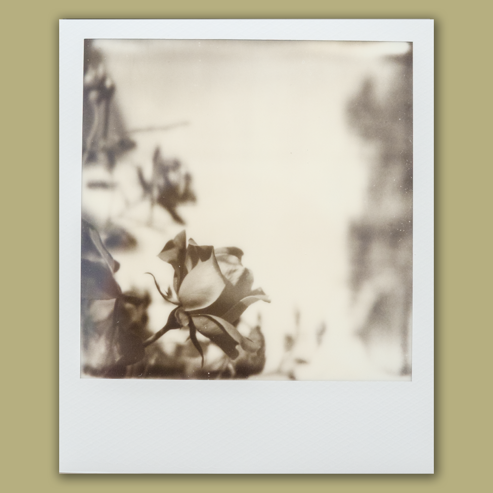 Bouquet Poem II • Original Polaroid