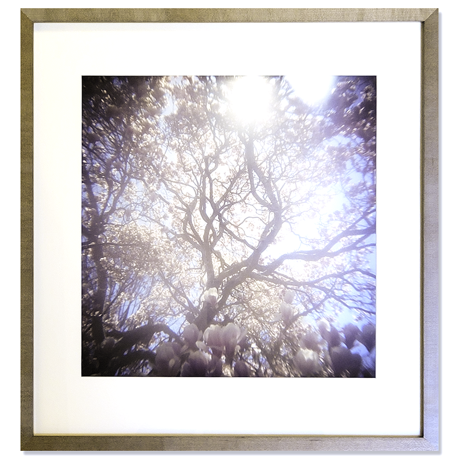 S Lawhorne Photography - Magnolia Framed.png