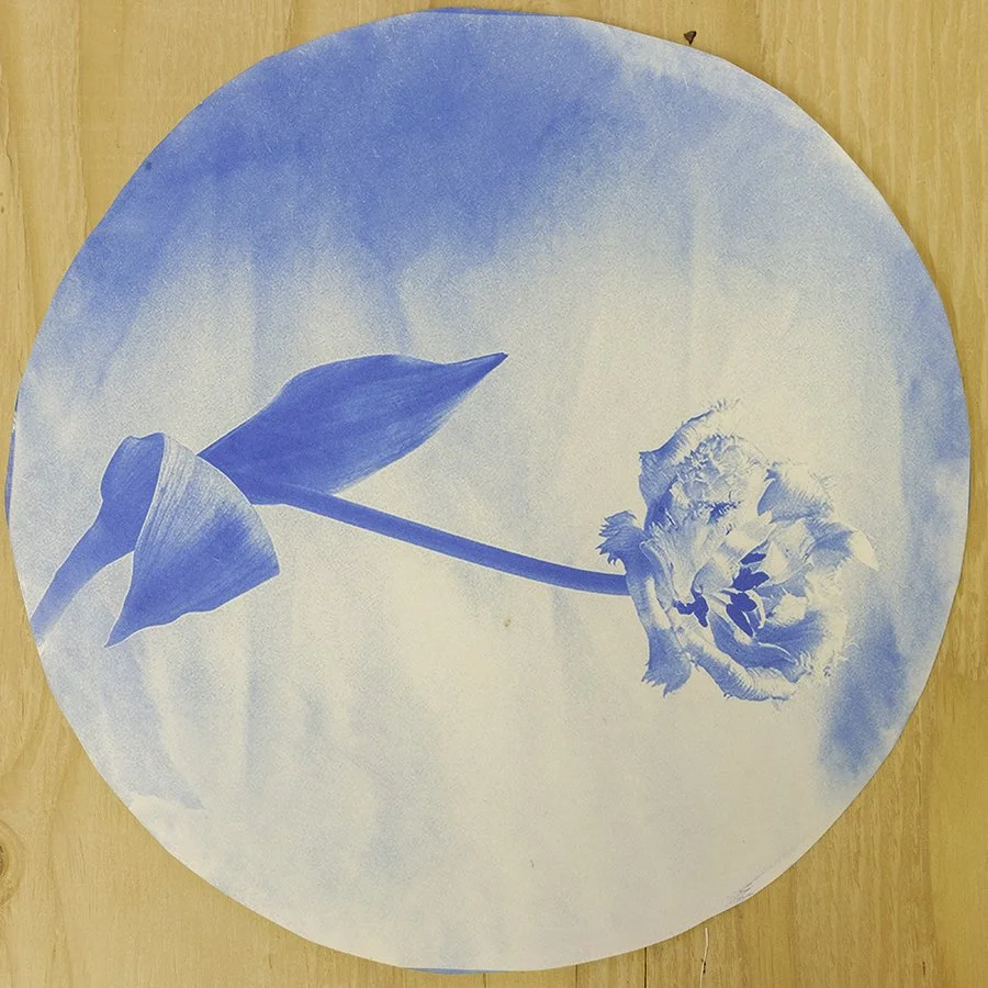 S Lawhorne Photography - Crispa Tulip Cyanotype.jpg