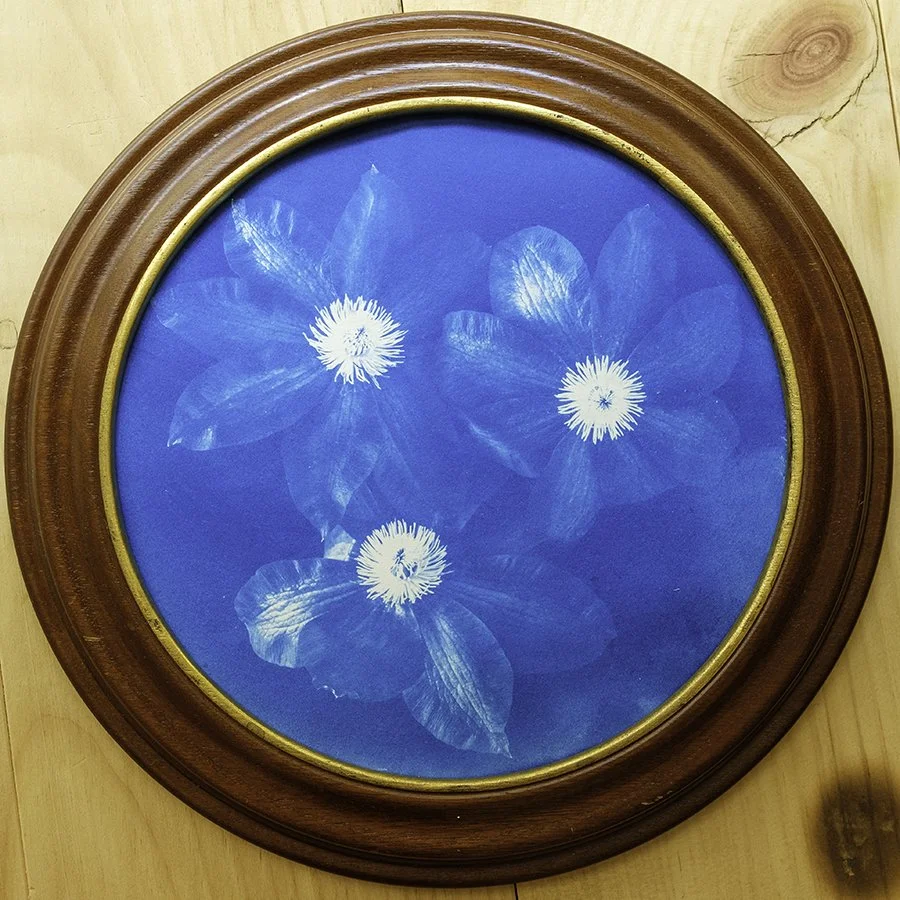 S Lawhorne Photography - Clematis Framed.jpg