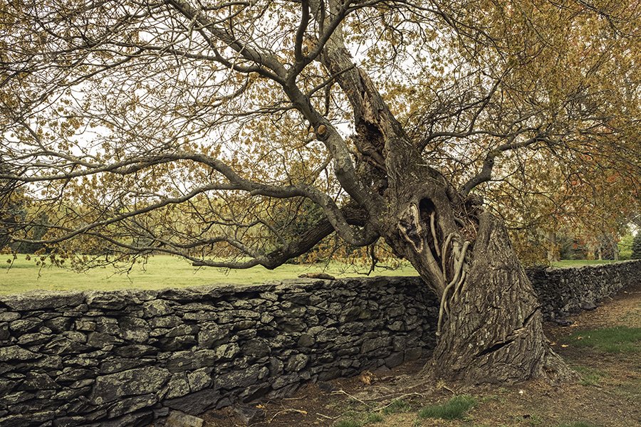 S Lawhorne Photography - goddard-park-east-greenwich-spooky-tree-autumn-stone-wall.jpg