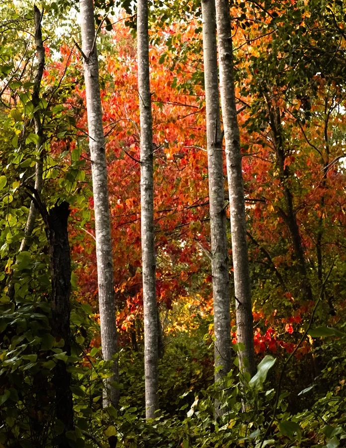 S Lawhorne Photography-Chafee+Preserve-Four+Figures+autumn-trees.webp