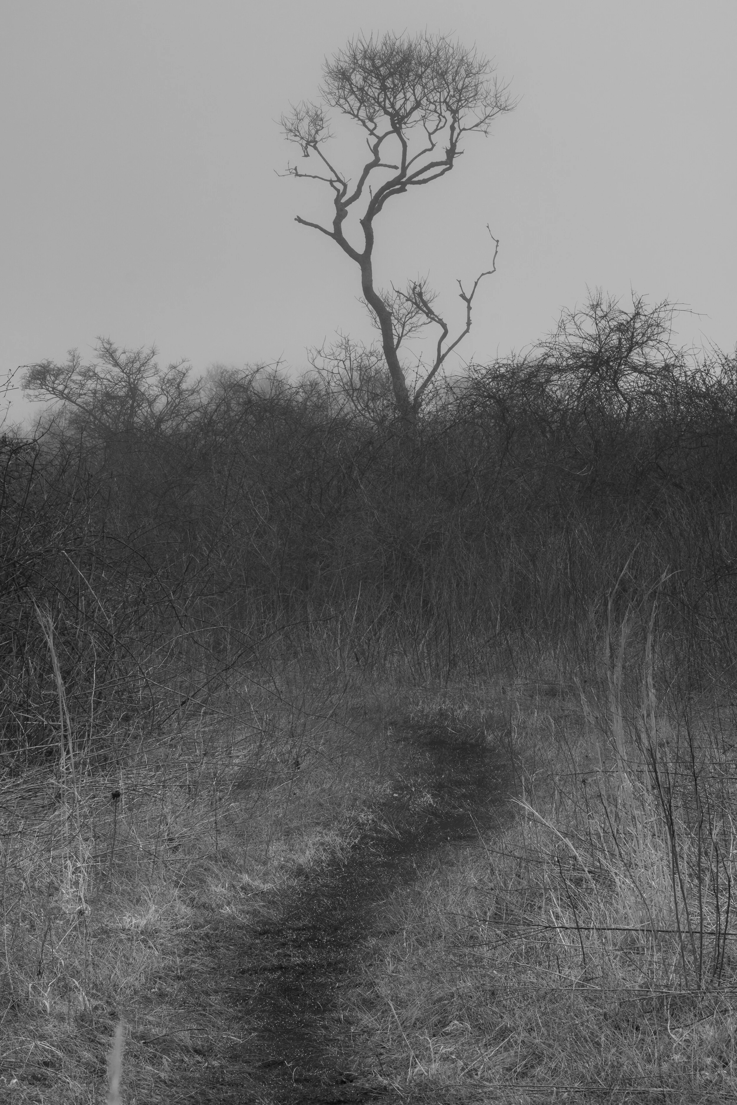 He sees only the winding of the stream and the twisting of the path. He does not know that already he is in the land of the immortals. • Alan Watts, Zen Stories