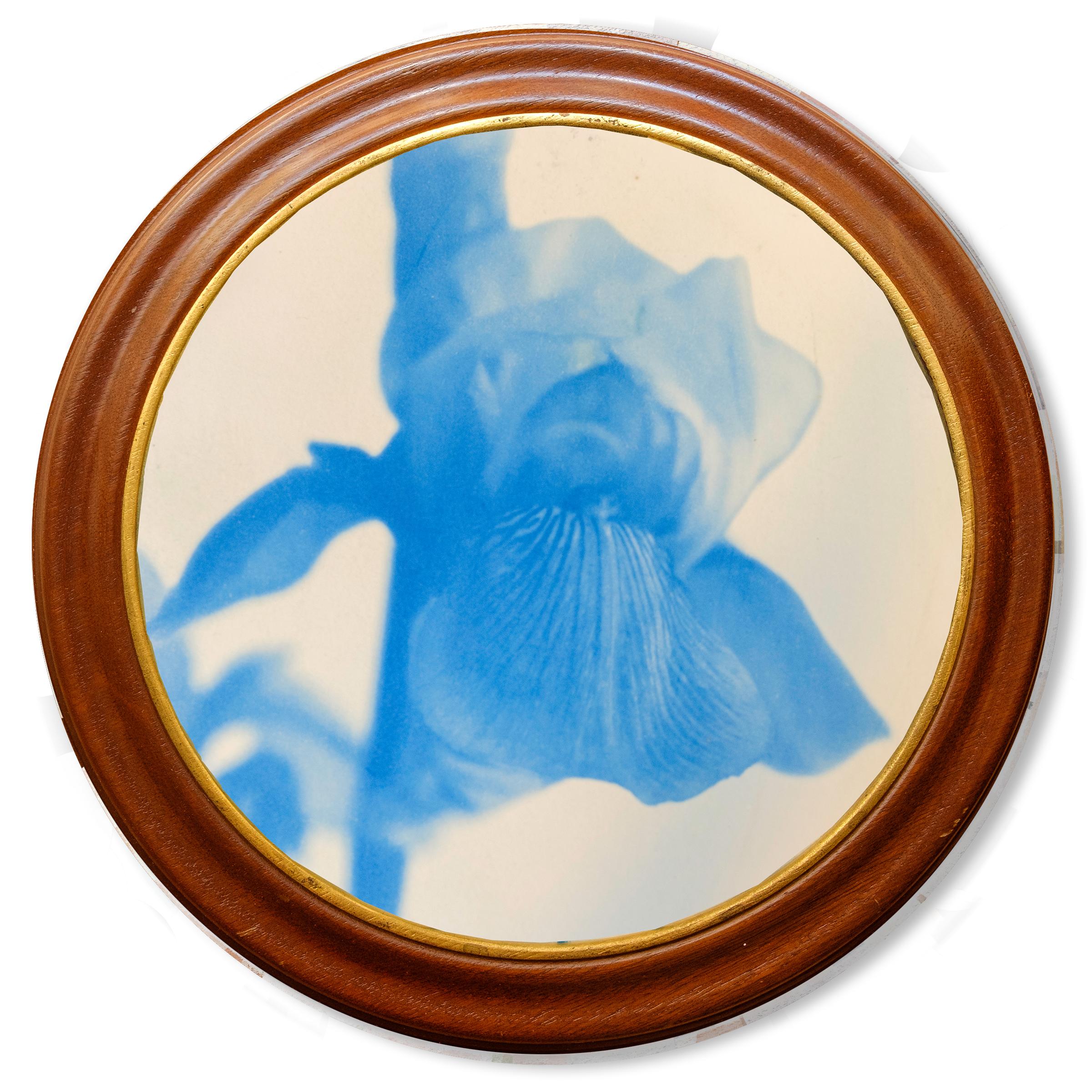 S Lawhorne Photography - Iris Framed transparent.png