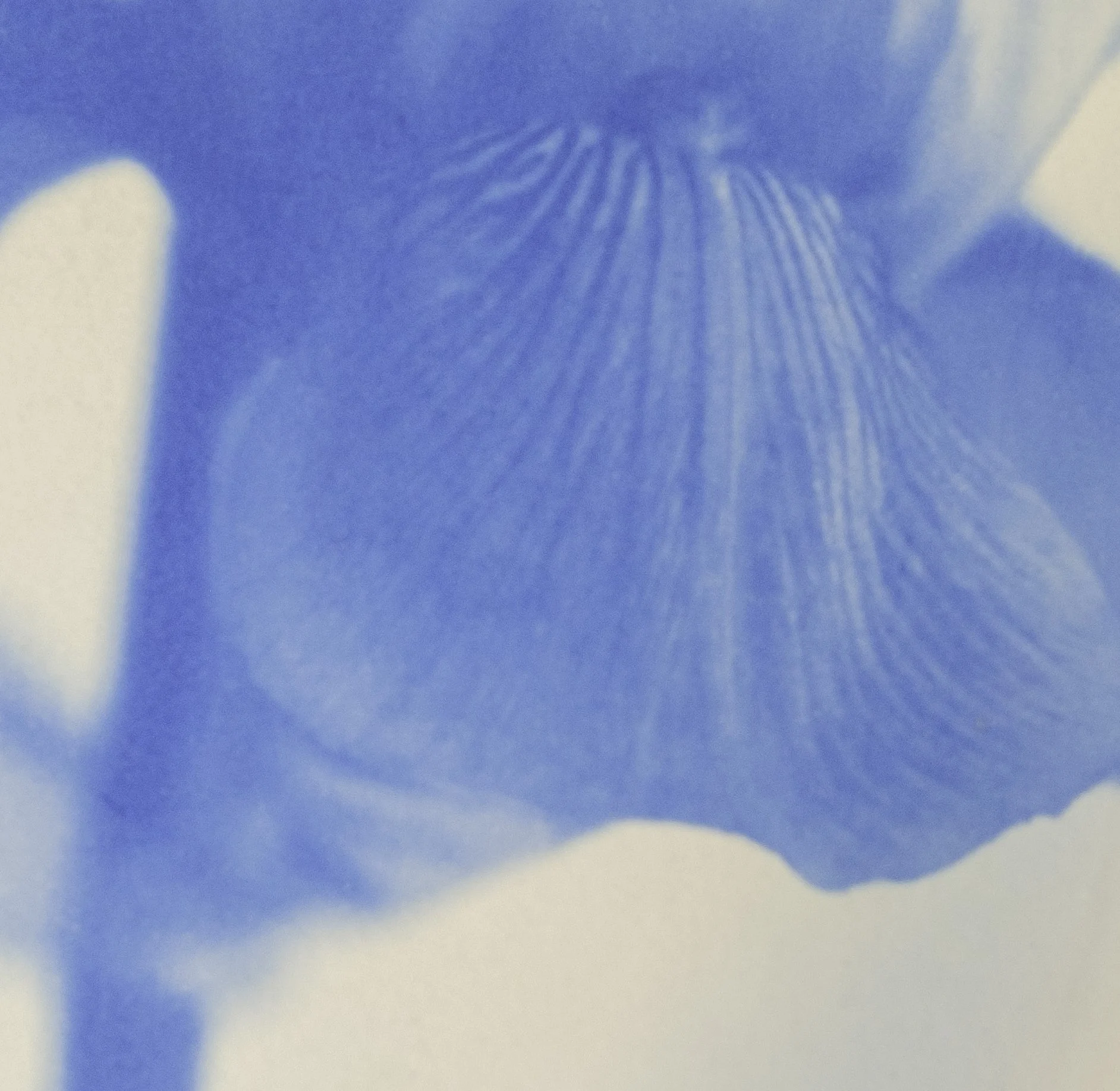 S Lawhorne Photography - Iris Detail.jpg