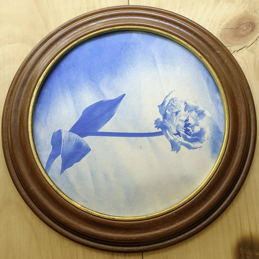 S Lawhorne Photography - Crispa Tulip Framed.jpg