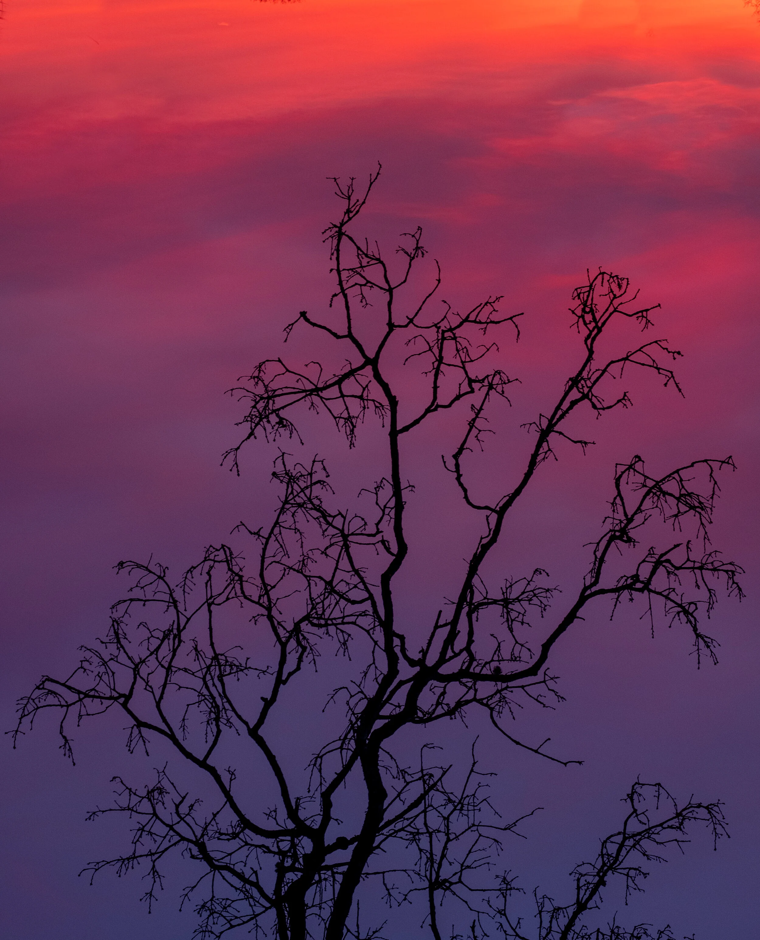 S Lawhorne Photography | Duck Cove-Sunrise with Tree Branch.jpg