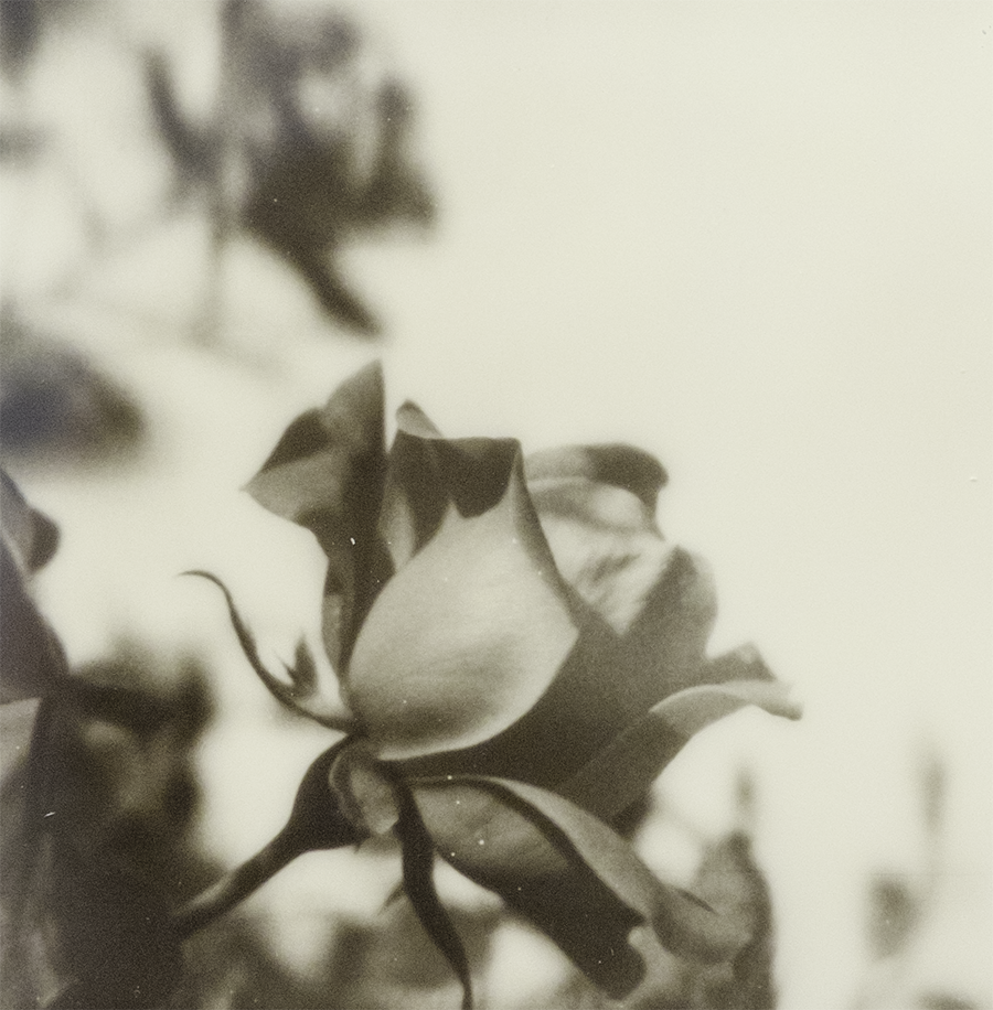 S Lawhorne Photography - bouquet ii detail redo.png