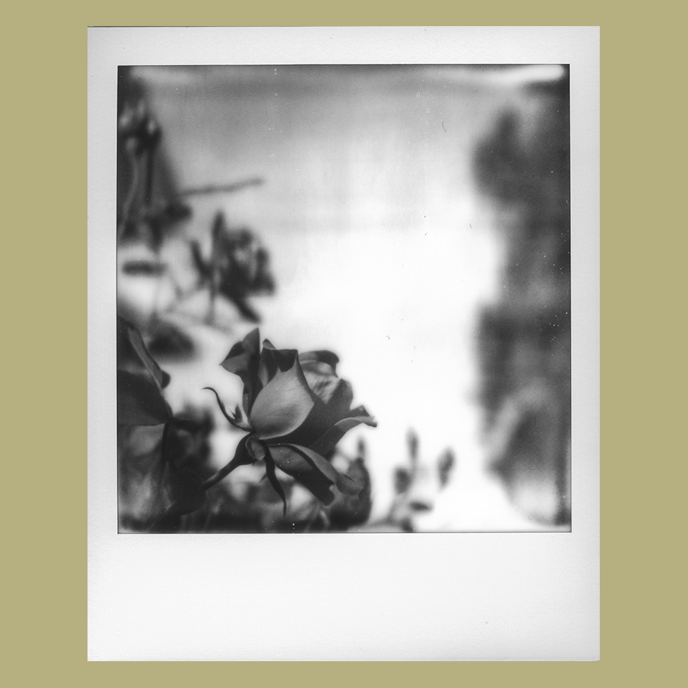 Bouquet Poem II • Original Polaroid