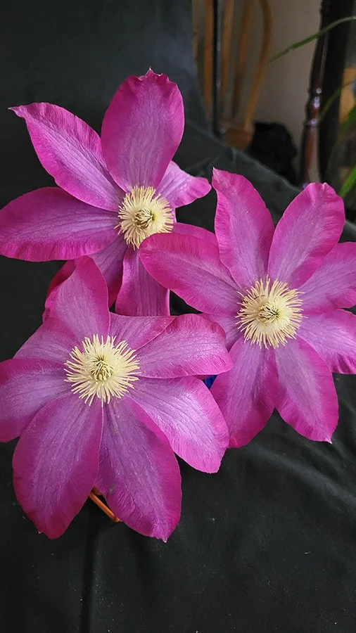 S Lawhorne Photography - Clematis Still Life Setup.jpg