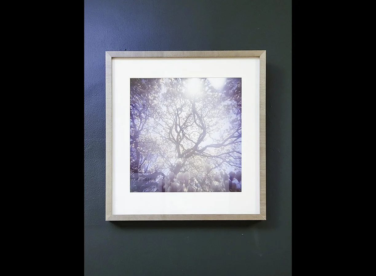 holga-magnolia-framed.jpg