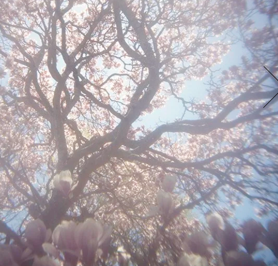 S Lawhorne Photography - Magnolia Detail.png
