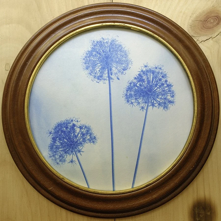 S Lawhorne Photography - Allium Framed.jpg