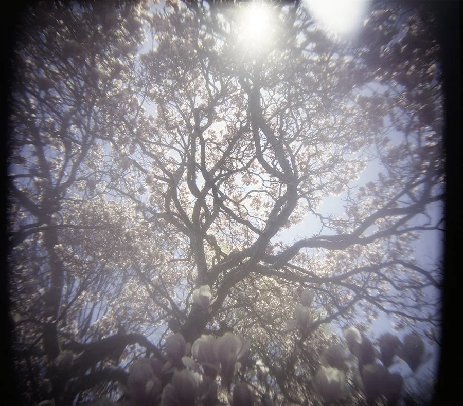 S Lawhorne Photography | magnolia-sunshine-holga.jpg