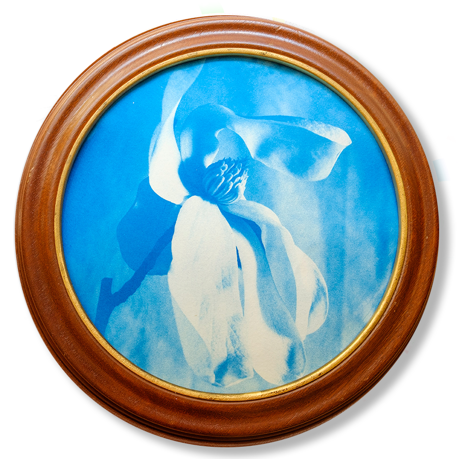 S Lawhorne Photography - Magnolia Framed transparent.png