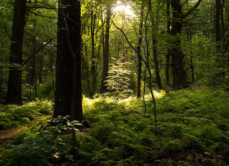 S Lawhorne Photography-illuminated-tree-smithfield-forest-sunrise.jpg