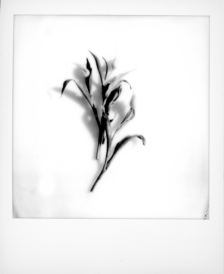 S Lawhorne Photography - Tulip Polaroid.jpg