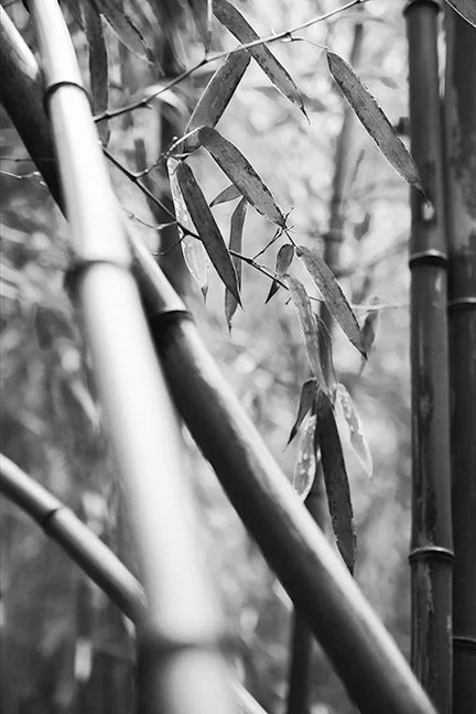 S Lawhorne Photography | Charlestown_RI_Bamboo_Forest.jpg
