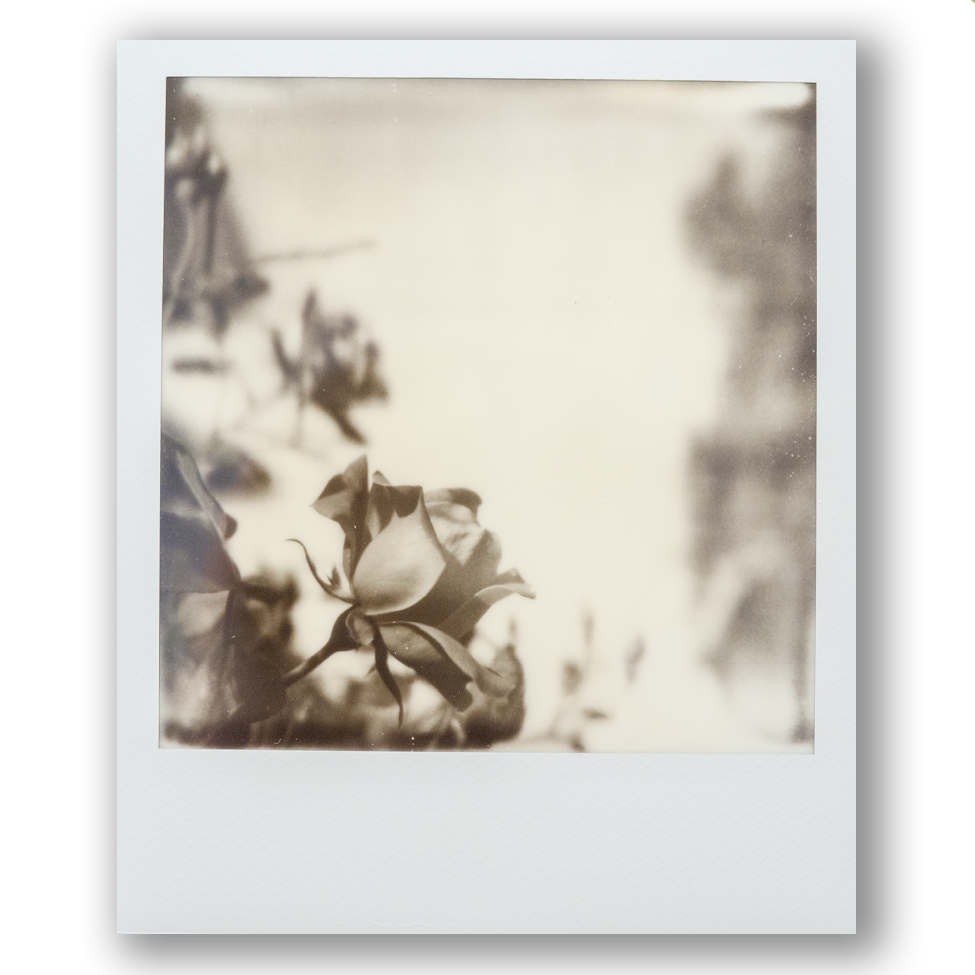 Bouquet Poem II • Original Polaroid