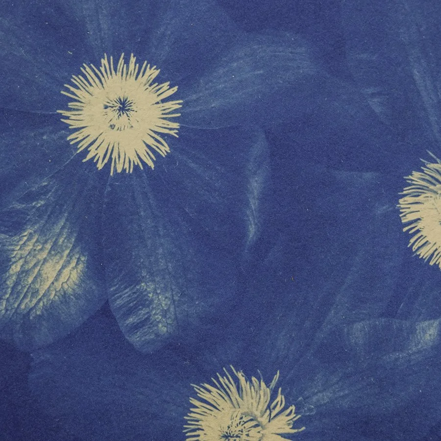 S Lawhorne Photography - Clematis Detail.jpg