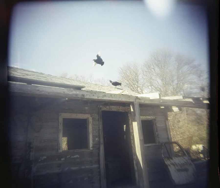 turkey vultures on the roof of an abandoned building. one vulture is flying away and the other is perched on the roof.