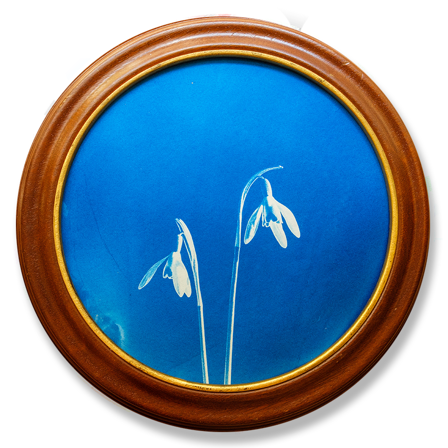 S Lawhorne Photography - Snowdrop Framed transparent.png