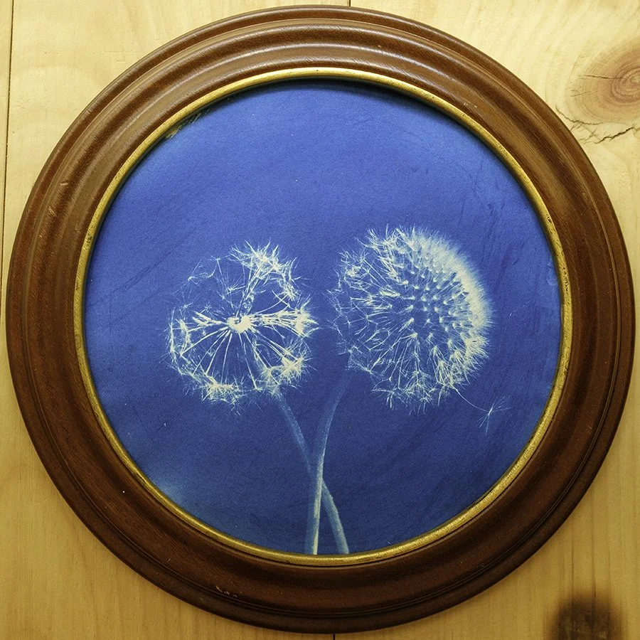 S Lawhorne Photography - Dandelion Framed.jpg