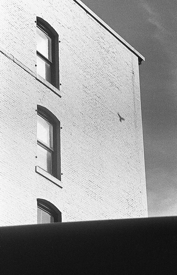 S Lawhorne Photography - Seattle Bird Shadow.jpg
