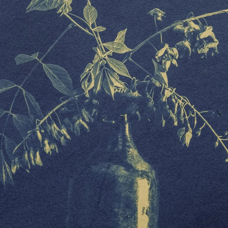 S Lawhorne Photography - Wisteria Detail.jpg