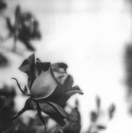 S Lawhorne Photography - bouquet ii detail.png