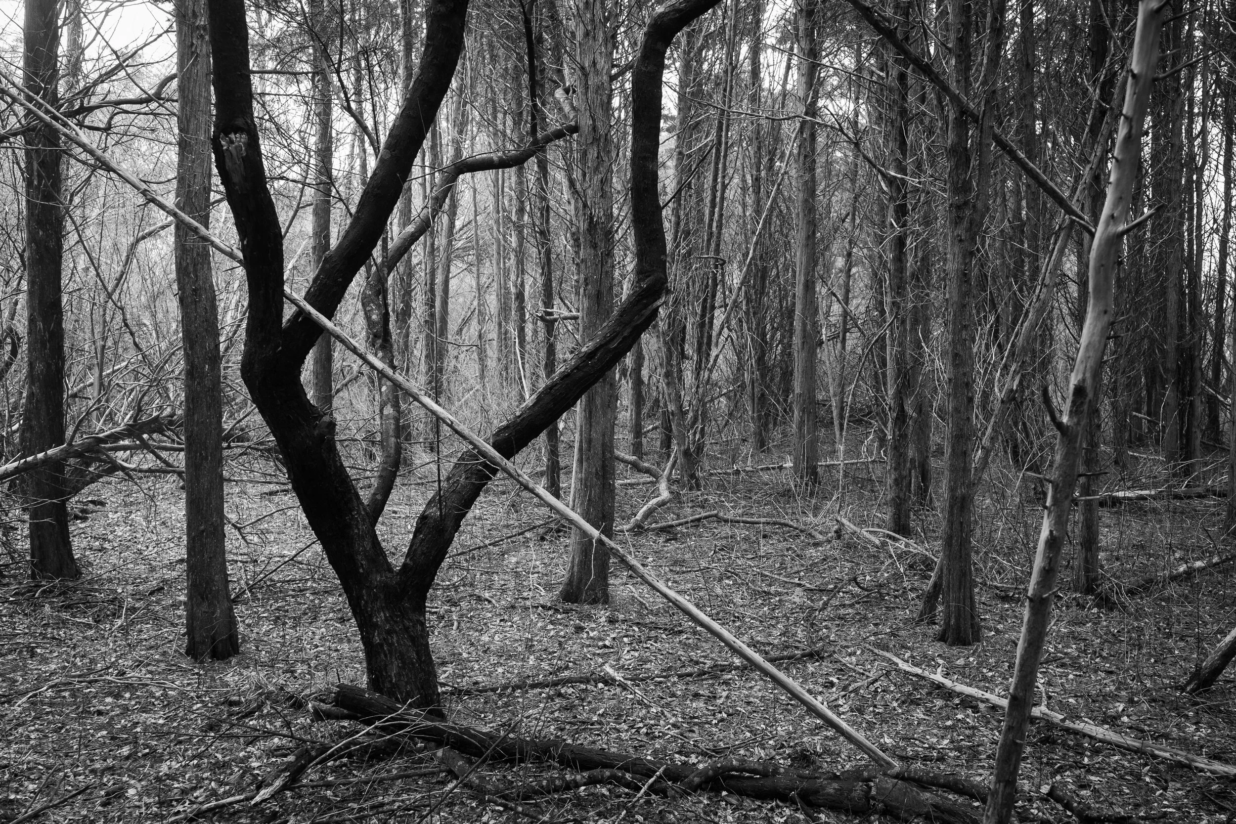S Lawhorne Photography | Cedar Grove Jamestown RI.jpg