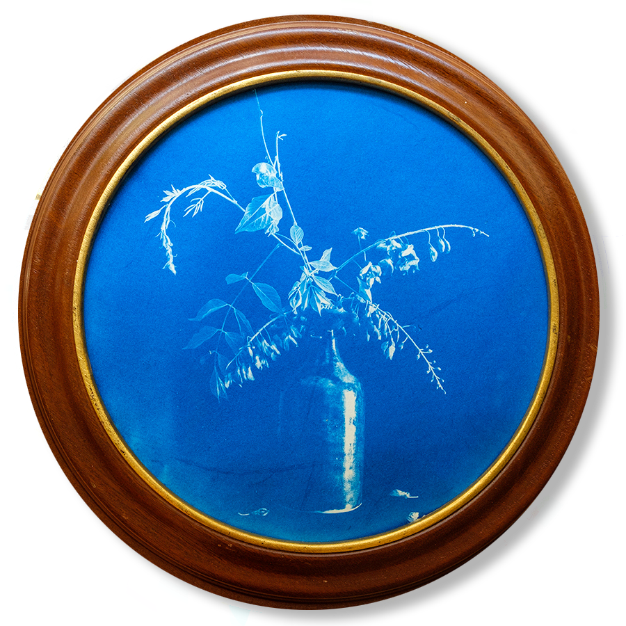 S Lawhorne Photography - Wisteria Framed transparent.png