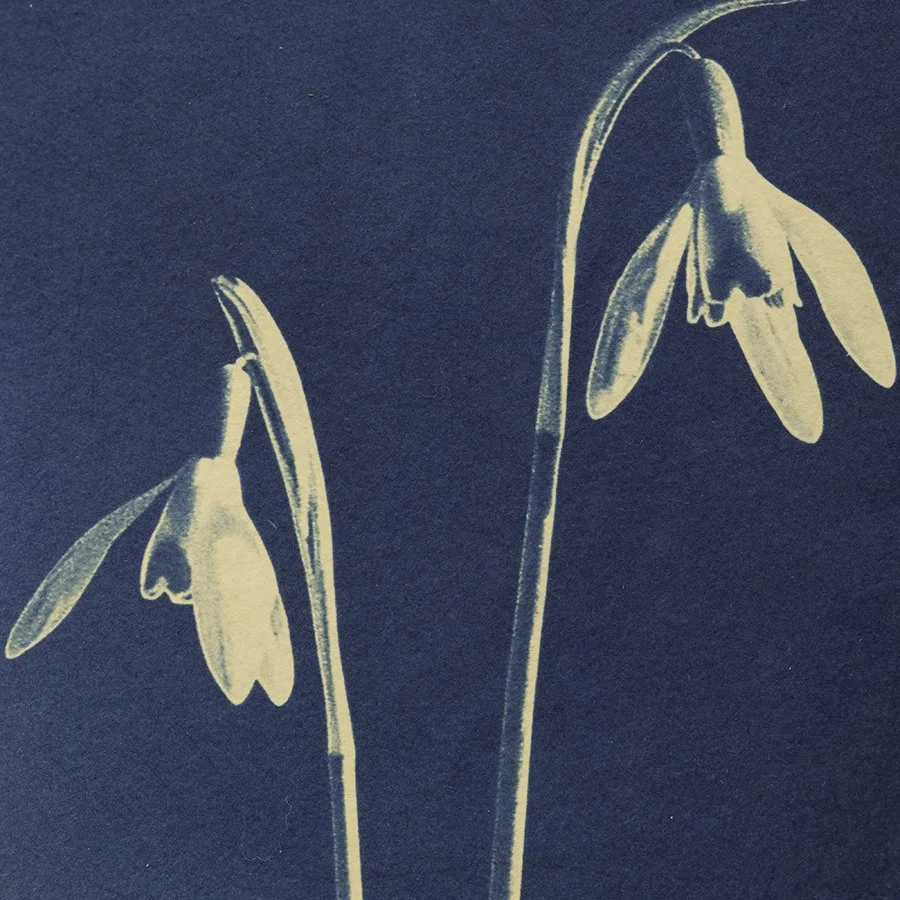 S Lawhorne Photography - Snowdrop Detail.jpg