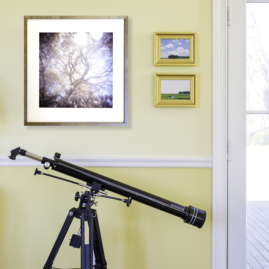 S Lawhorne Photography - Magnolia in situ.png
