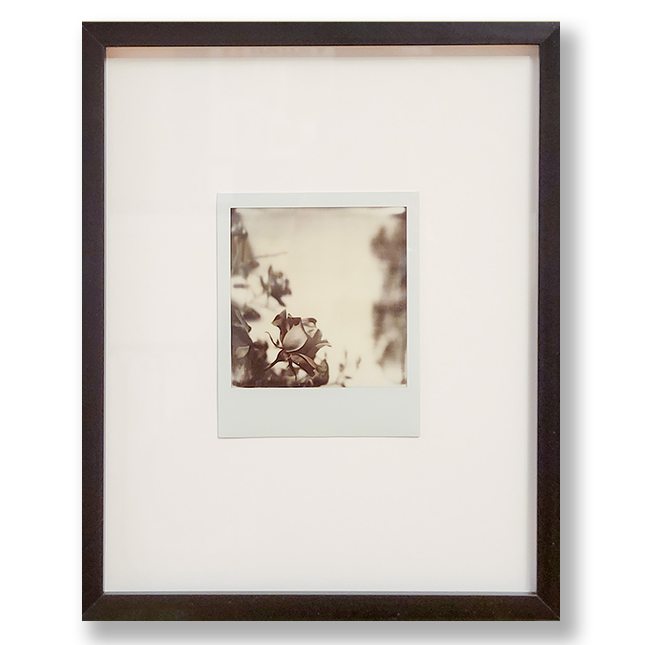 S Lawhorne Photography - bouquet ii framed transparent.png
