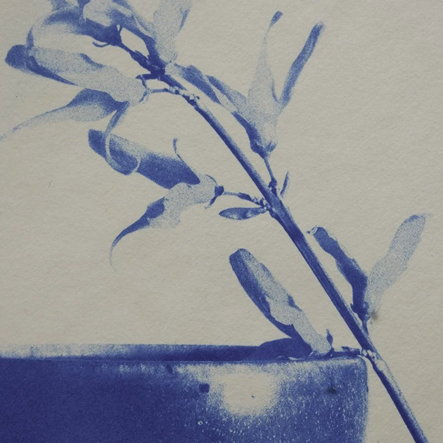S Lawhorne Photography - Forsythia Detail.jpg