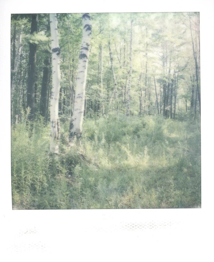 S Lawhorne Photography | quiet light two-birch-trees-polaroid-sx70.jpg