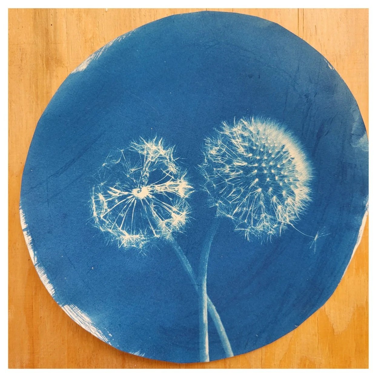 S Lawhorne Photography - Dandelion Before After.jpg
