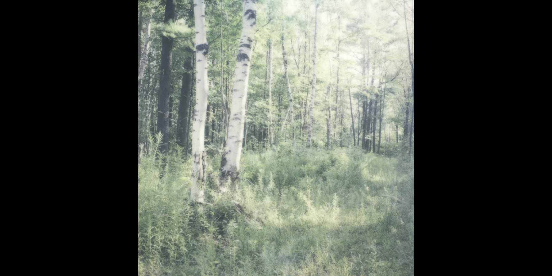 quiet-light-polaroid-sx70-birch-trees.jpg